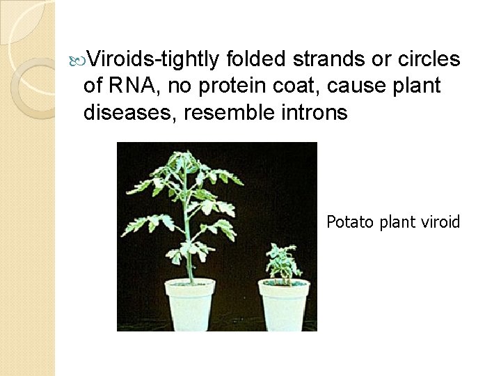  Viroids-tightly folded strands or circles of RNA, no protein coat, cause plant diseases,