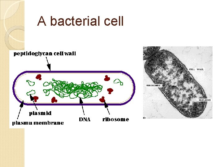 A bacterial cell 