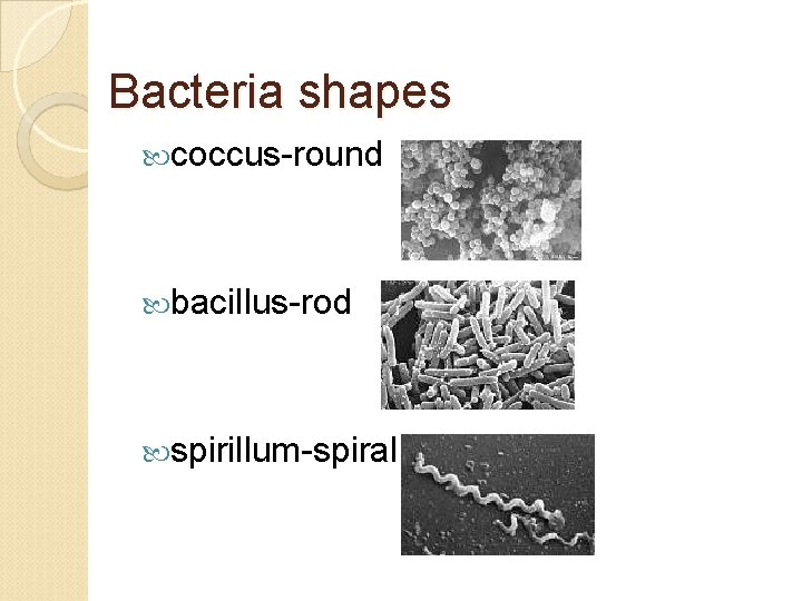 Bacteria shapes coccus-round bacillus-rod spirillum-spiral 