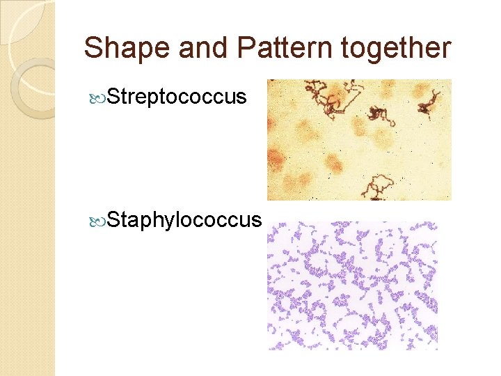Shape and Pattern together Streptococcus Staphylococcus 