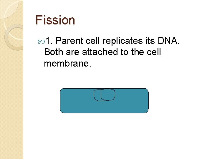 Fission 1. Parent cell replicates its DNA. Both are attached to the cell membrane.