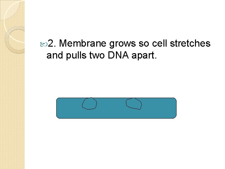  2. Membrane grows so cell stretches and pulls two DNA apart. 