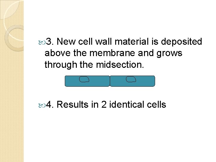  3. New cell wall material is deposited above the membrane and grows through