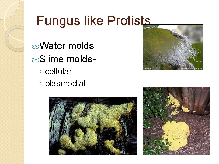 Fungus like Protists Water molds Slime molds- ◦ cellular ◦ plasmodial 