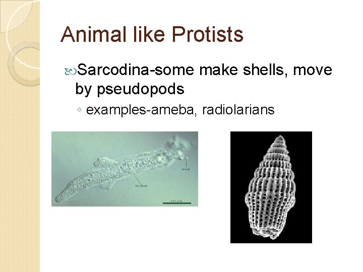 Animal like Protists Sarcodina-some make shells, move by pseudopods ◦ examples-ameba, radiolarians 