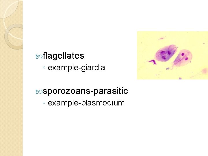  flagellates ◦ example-giardia sporozoans-parasitic ◦ example-plasmodium 