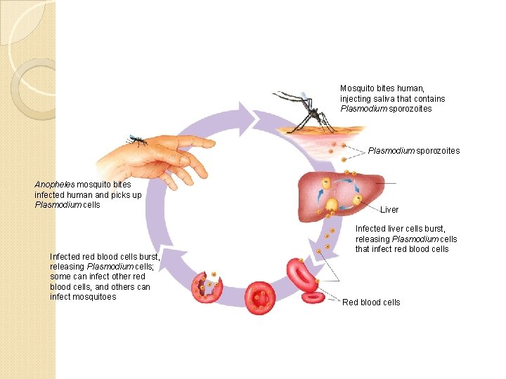 Mosquito bites human, injecting saliva that contains Plasmodium sporozoites Anopheles mosquito bites infected human