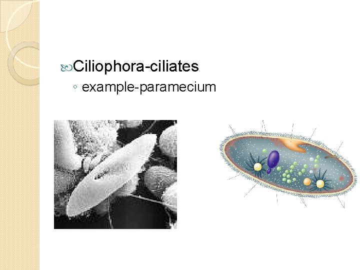  Ciliophora-ciliates ◦ example-paramecium 