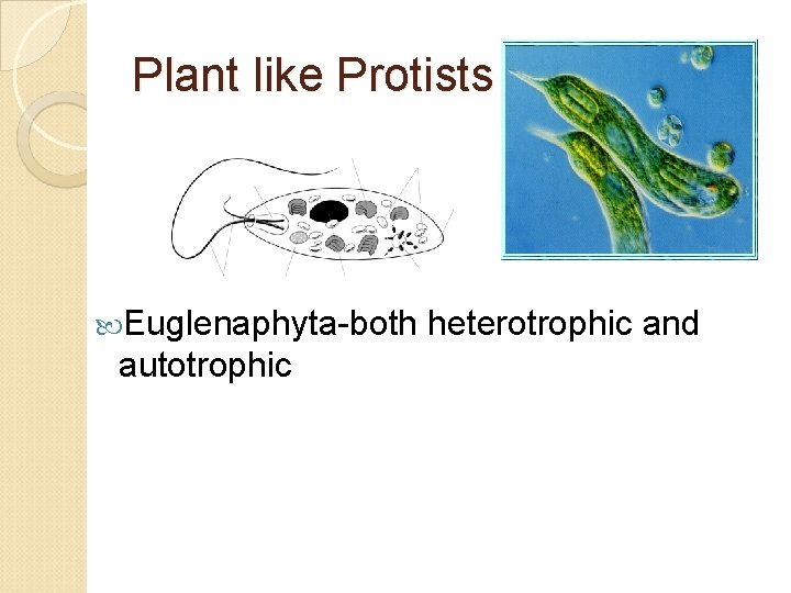 Plant like Protists Euglenaphyta-both heterotrophic and autotrophic 