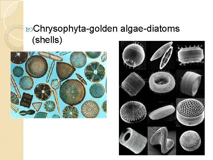  Chrysophyta-golden algae-diatoms (shells) 