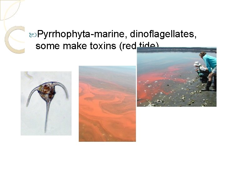  Pyrrhophyta-marine, dinoflagellates, some make toxins (red tide) 