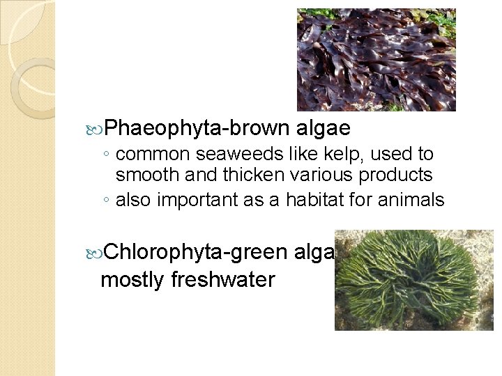  Phaeophyta-brown algae ◦ common seaweeds like kelp, used to smooth and thicken various