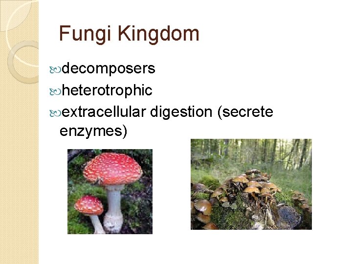 Fungi Kingdom decomposers heterotrophic extracellular digestion (secrete enzymes) 