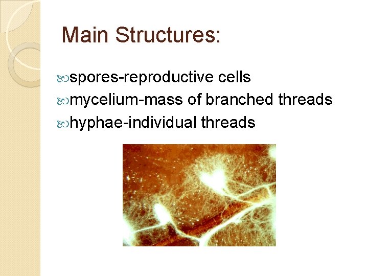 Main Structures: spores-reproductive cells mycelium-mass of branched threads hyphae-individual threads 