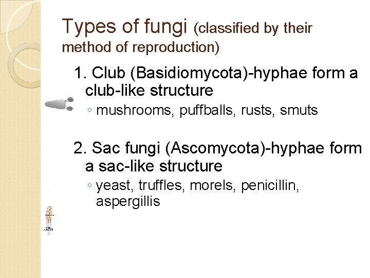 Types of fungi (classified by their method of reproduction) 1. Club (Basidiomycota)-hyphae form a