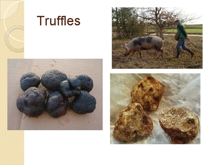 Truffles 