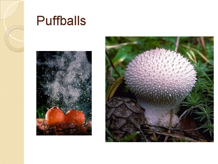 Puffballs 