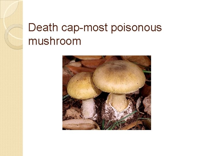 Death cap-most poisonous mushroom 