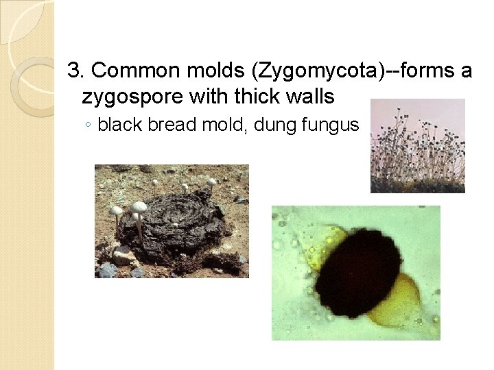 3. Common molds (Zygomycota)--forms a zygospore with thick walls ◦ black bread mold, dung