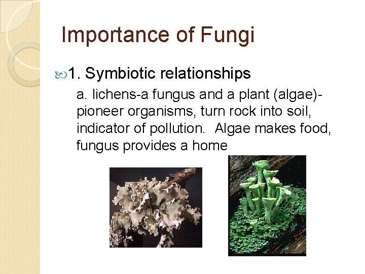 Importance of Fungi 1. Symbiotic relationships a. lichens-a fungus and a plant (algae)pioneer organisms,