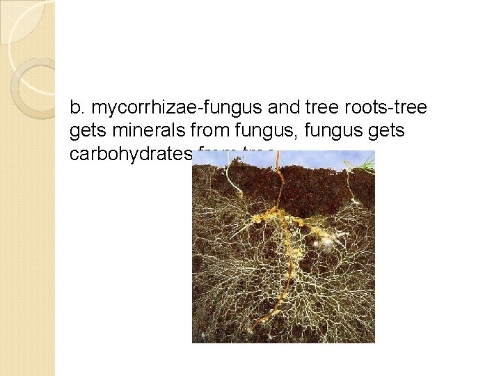 b. mycorrhizae-fungus and tree roots-tree gets minerals from fungus, fungus gets carbohydrates from tree