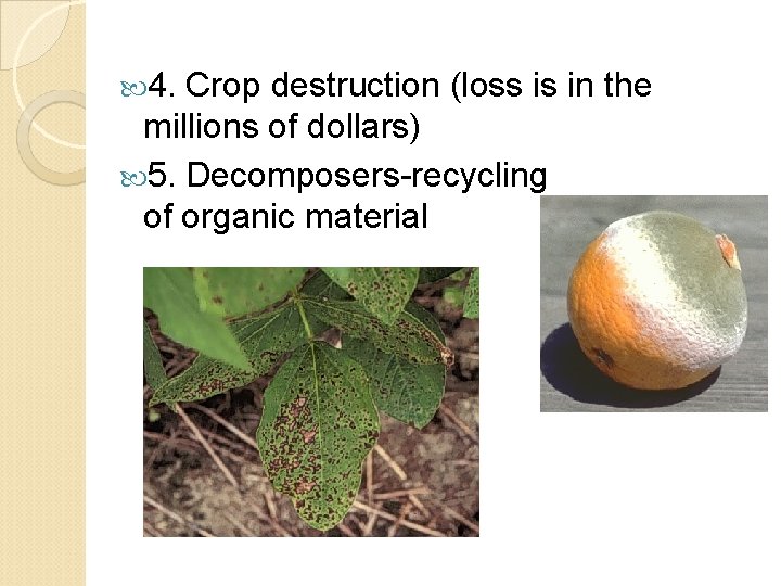  4. Crop destruction (loss is in the millions of dollars) 5. Decomposers-recycling of