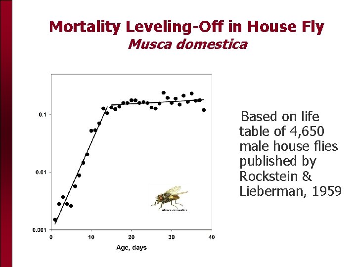 Mortality Leveling-Off in House Fly Musca domestica Based on life table of 4, 650