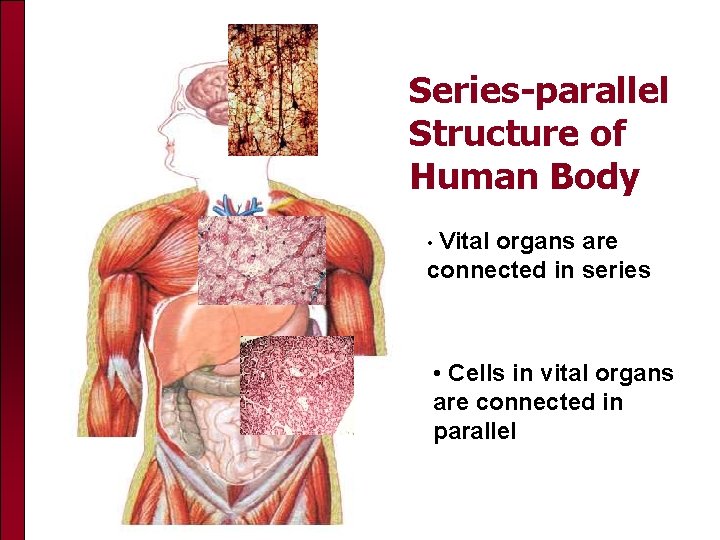 Series-parallel Structure of Human Body • Vital organs are connected in series • Cells