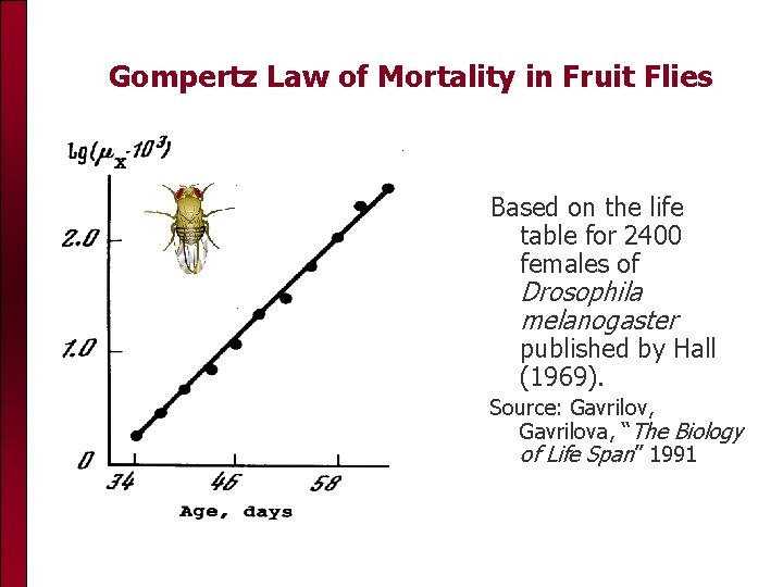 Gompertz Law of Mortality in Fruit Flies Based on the life table for 2400