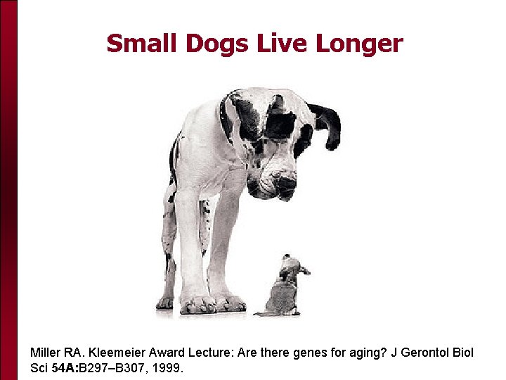Small Dogs Live Longer Miller RA. Kleemeier Award Lecture: Are there genes for aging?