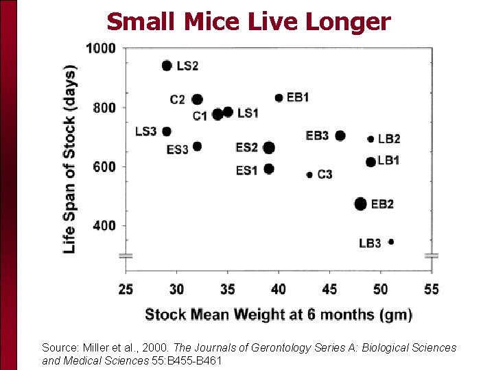 Small Mice Live Longer Source: Miller et al. , 2000. The Journals of Gerontology