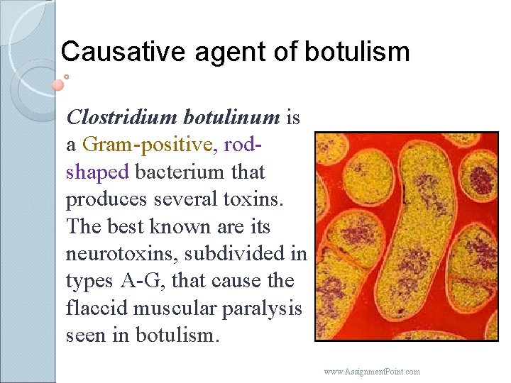 Causative agent of botulism Clostridium botulinum is a Gram-positive, rodshaped bacterium that produces several