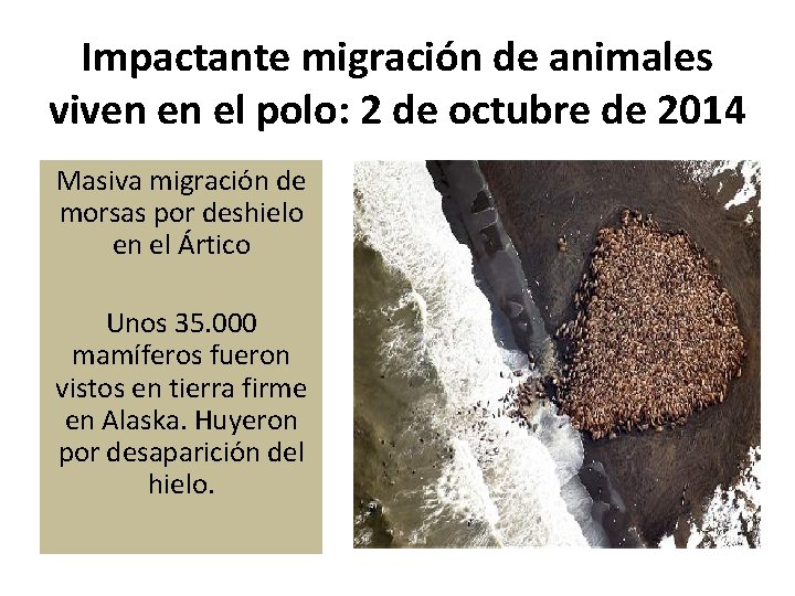 Impactante migración de animales viven en el polo: 2 de octubre de 2014 Masiva