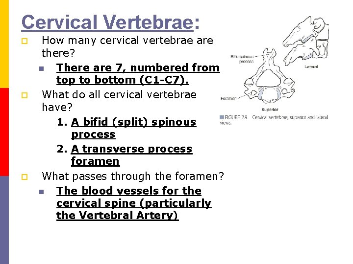 Cervical Vertebrae: p p p How many cervical vertebrae are there? n There are