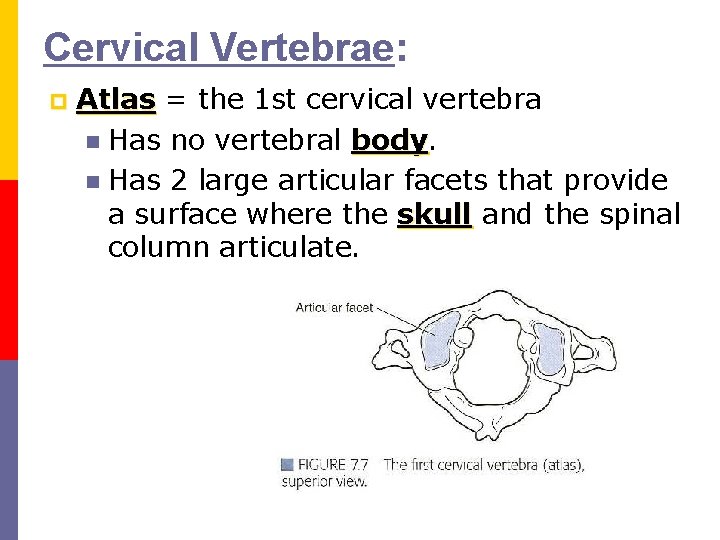 Cervical Vertebrae: p Atlas = the 1 st cervical vertebra n Has no vertebral