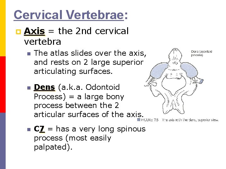Cervical Vertebrae: p Axis = the 2 nd cervical vertebra n The atlas slides