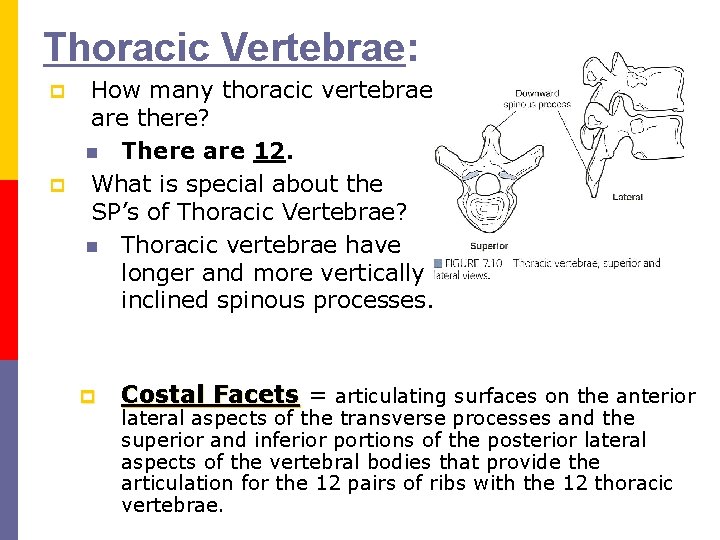 Thoracic Vertebrae: p p How many thoracic vertebrae are there? n There are 12.
