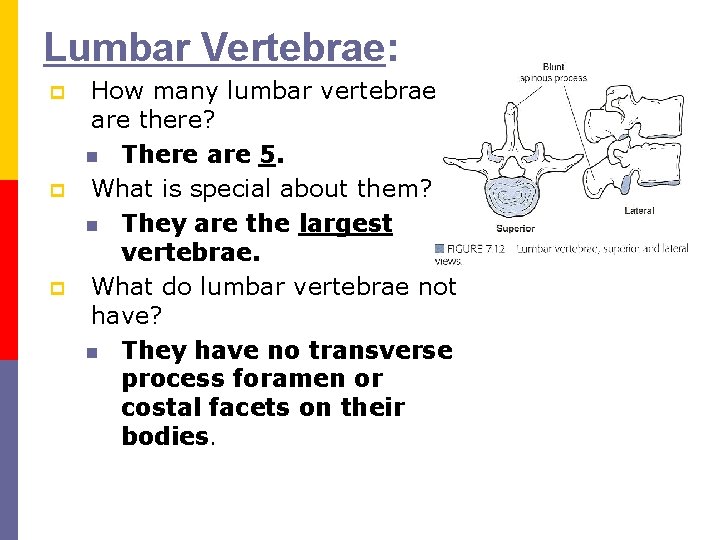Lumbar Vertebrae: p p p How many lumbar vertebrae are there? n There are