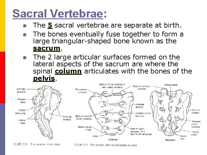 Sacral Vertebrae: n n n The 5 sacral vertebrae are separate at birth. The