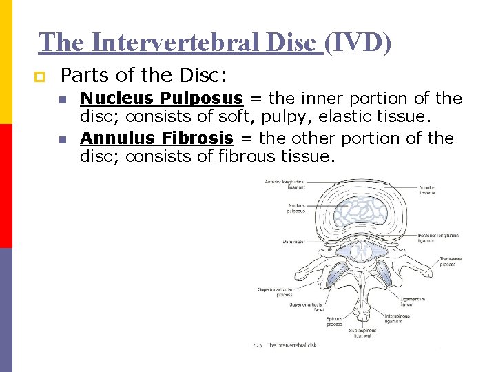 The Intervertebral Disc (IVD) p Parts of the Disc: n n Nucleus Pulposus =