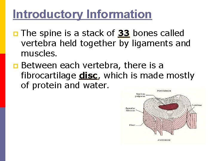 Introductory Information The spine is a stack of 33 bones called vertebra held together