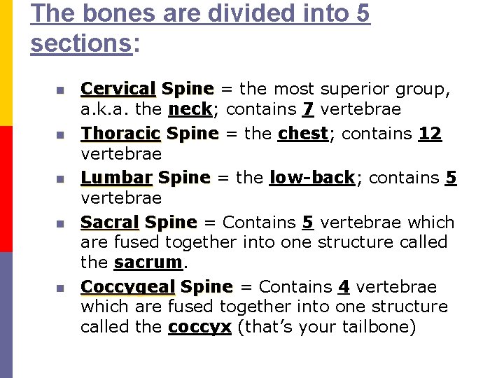 The bones are divided into 5 sections: n n n Cervical Spine = the