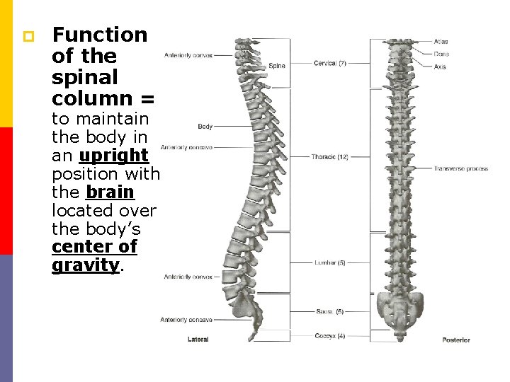 p Function of the spinal column = to maintain the body in an upright