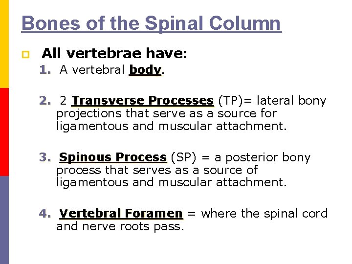 Bones of the Spinal Column p All vertebrae have: 1. A vertebral body 2.