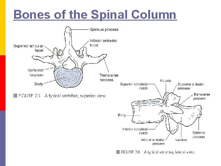 Bones of the Spinal Column 