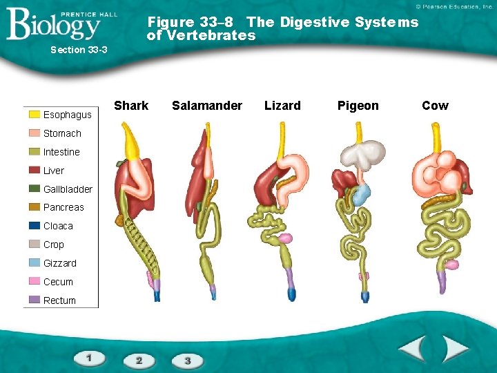 Figure 33– 8 The Digestive Systems of Vertebrates Section 33 -3 Esophagus Stomach Intestine