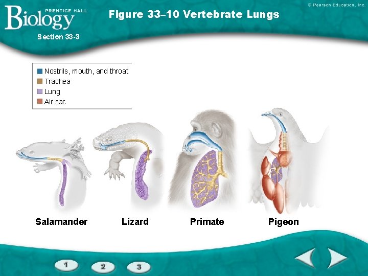Figure 33– 10 Vertebrate Lungs Section 33 -3 Nostrils, mouth, and throat Trachea Lung