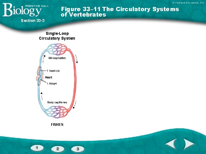 Section 33 -3 Figure 33– 11 The Circulatory Systems of Vertebrates Single-Loop Circulatory System