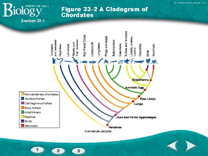 Section 33 -1 Nonvertebrate chordates Jawless fishes Cartilaginous fishes Bony fishes Amphibians Reptiles Birds