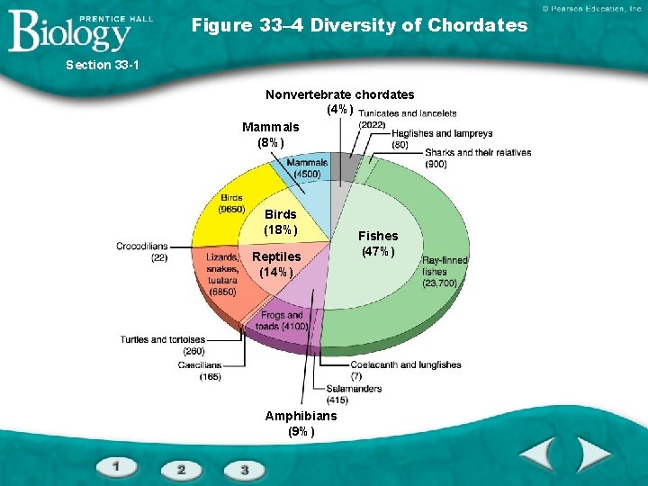 Figure 33– 4 Diversity of Chordates Section 33 -1 Nonvertebrate chordates (4%) Mammals (8%)